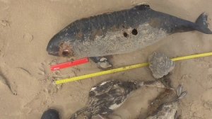 Дельфины  Азовки  мертвы