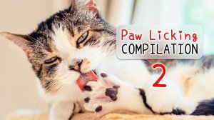 Кошачий АСМР