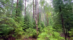 Какой бы сильной не была...