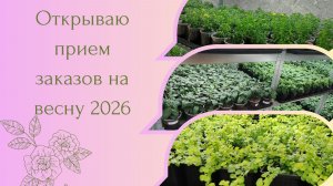 Открыт прием заказов на петунию, калибрахоа, фуксии и другие ампельные растения
