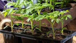 Посев томатов на рассаду!