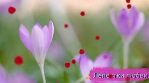 Лепестки любви.