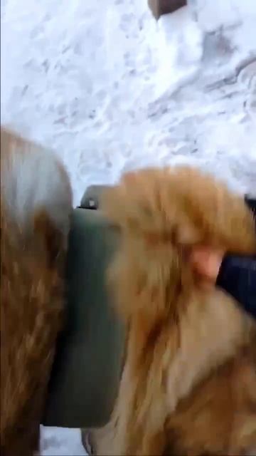 Роскошная пара медвежат САО Варя 🌸 и Зефир 🍀 ищут 🏠❗Пост в описании 🎥 #алабай #сао #любовь