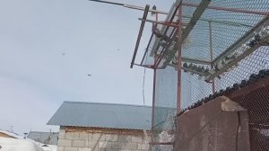 Гоняем голубей после ярмарки