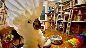 Нужно ЕХАТЬ ДОМОЙ! Влад так ловко научился сажать мелкого террориста в вольер)))