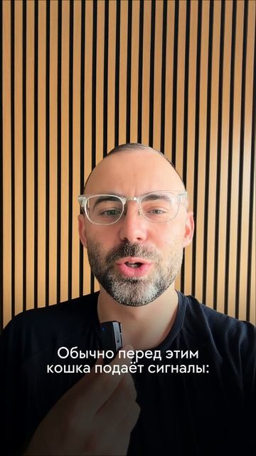 Почему кошка не любит, когда ей гладят живот