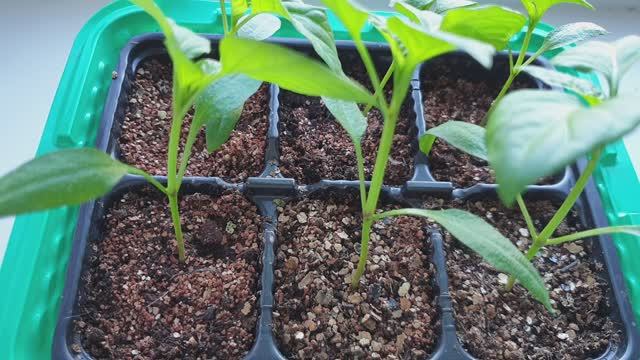 Взрывной рост рассады. Янтарная кислота для сильной рассады. Результат через неделю.