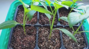 Взрывной рост рассады. Янтарная кислота для сильной рассады. Результат через неделю.