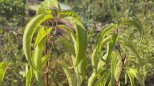 Персики, нектарины, инжирные сорта - рассказываю про свои деревья