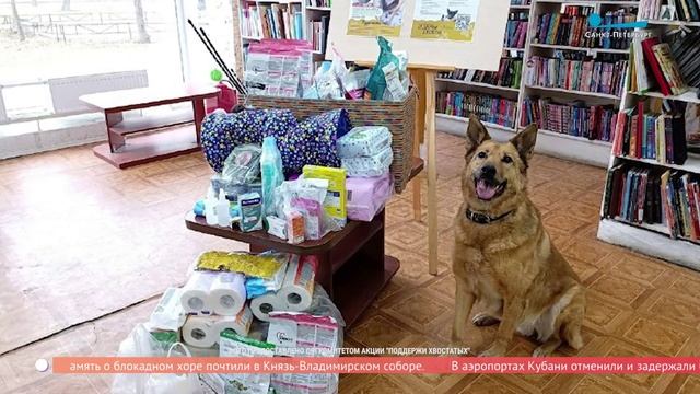Акция помощи бездомным животным в библиотеках Петербурга