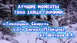 ЛУЧШИЕ МОМЕНТЫ ГОНА ЗАЙЦА ГОНЧИМИ ч.п/ч Сигнал (Плакуня), ч.Говоруша, Свирель вл. Шатров В.А.#топ#h