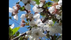 Сад благоухания