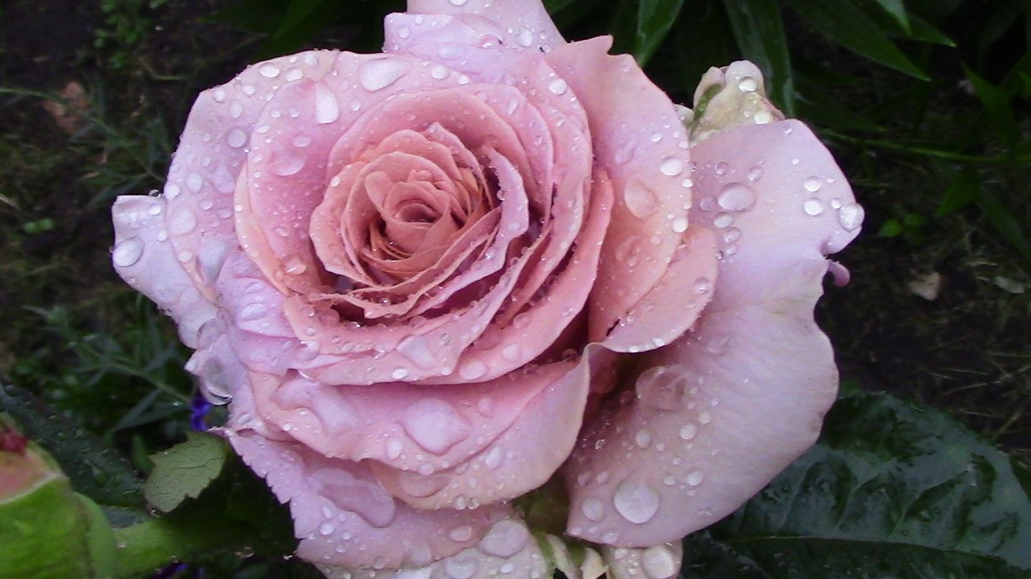 Мокароза- роза с незабываемым оттенком!