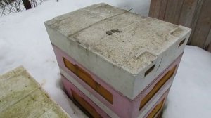 март на пасеке, контроль зимовки августовского отводка пчел Монтикола, 2.03.2026