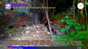 РАДИО ЭВК ВОЛНА