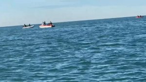 Белобочки в Адлере