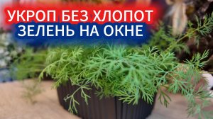 Укроп на подоконнике: зелёный гигант за 30 дней