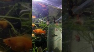 Кормим рыбок (вторая часть)