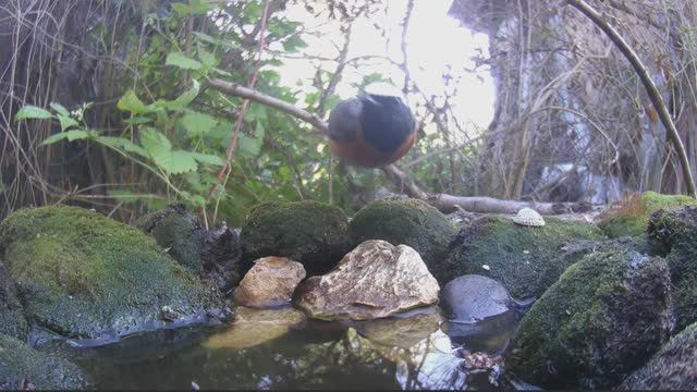 ПТИЦЫ прилетают на ПОИЛКУ 25.05.2024 ФОТОЛОВУШКА в САДУ