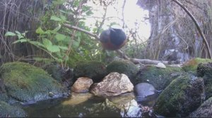 ПТИЦЫ прилетают на ПОИЛКУ 25.05.2024 ФОТОЛОВУШКА в САДУ