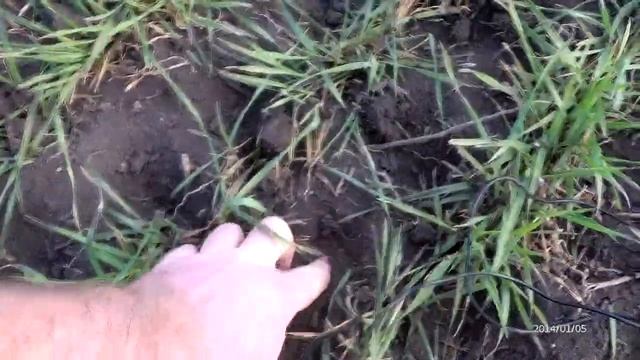 Боронование озимой пшеницы 2020г