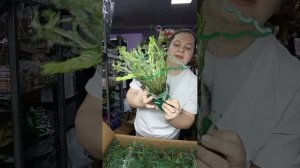 Распаковка растений из Китая 02.03.26