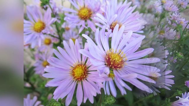 Астра многолетняя: какая страна считается родиной цветка