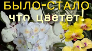 По полкам с цветущими орхидеями. Результаты от недавних действий