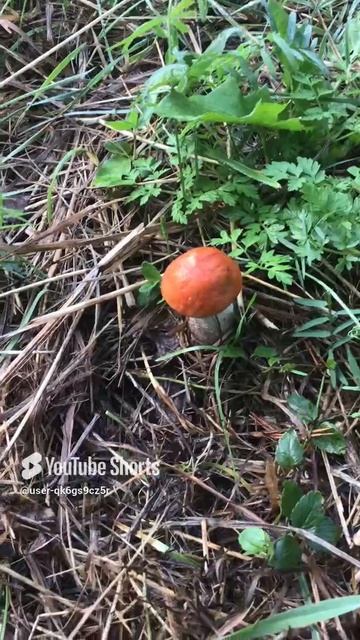 Ленобласть. Хвойное. 01.09.2024. Грибы-подосиновик (совсем молоденький, с особым названием-челыш)