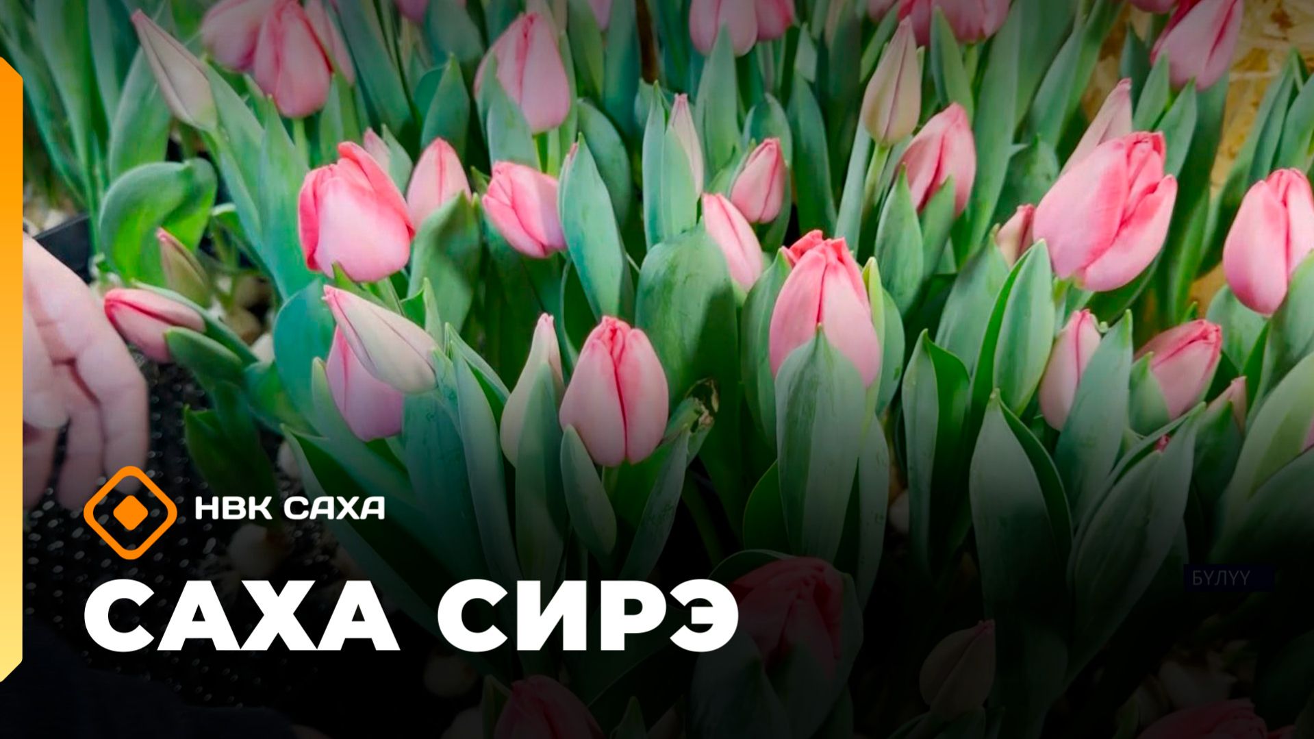 «Саха сирэ» информационнай биэрии. Кулун тутар 2 күнэ 18.00