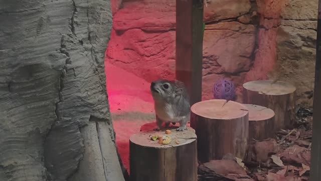 Даман Брюса. Чудо-зверек родственник африканских слонов. Московский зоопарк