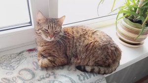 Кошка Маська на окне/Превращение в тигрёнка/Эффекты нейросети/Жизнь в России 🇷🇺