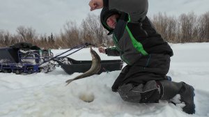 Мощные поклёвки хариуса. Таёжная речка раздаёт трофеи. Жизнь и рыбалка в тайге.