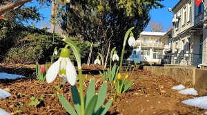 Вальс весенних цветов в санатории Пирогова