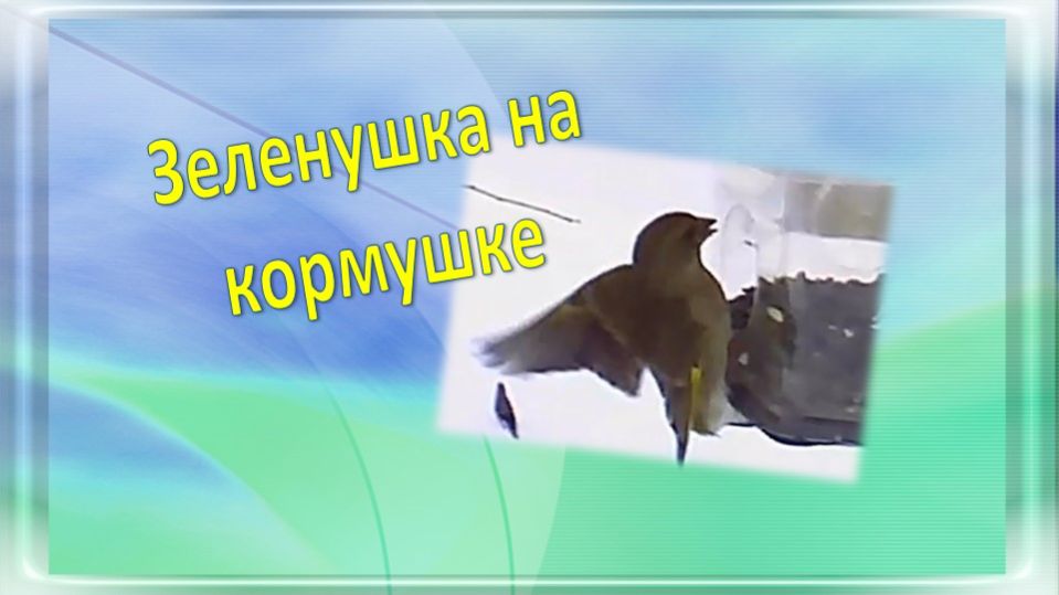 Зеленушка на кормушке