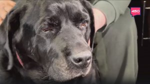 Новая мера поддержки для инвалидов по зрению. Выплаты на содержание собак-проводников