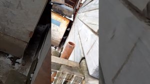 подготовка подсадных уток к весенний охоте.