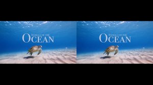 XREAL VR 3D VIDEO ANIMALS OF THE OCEAN