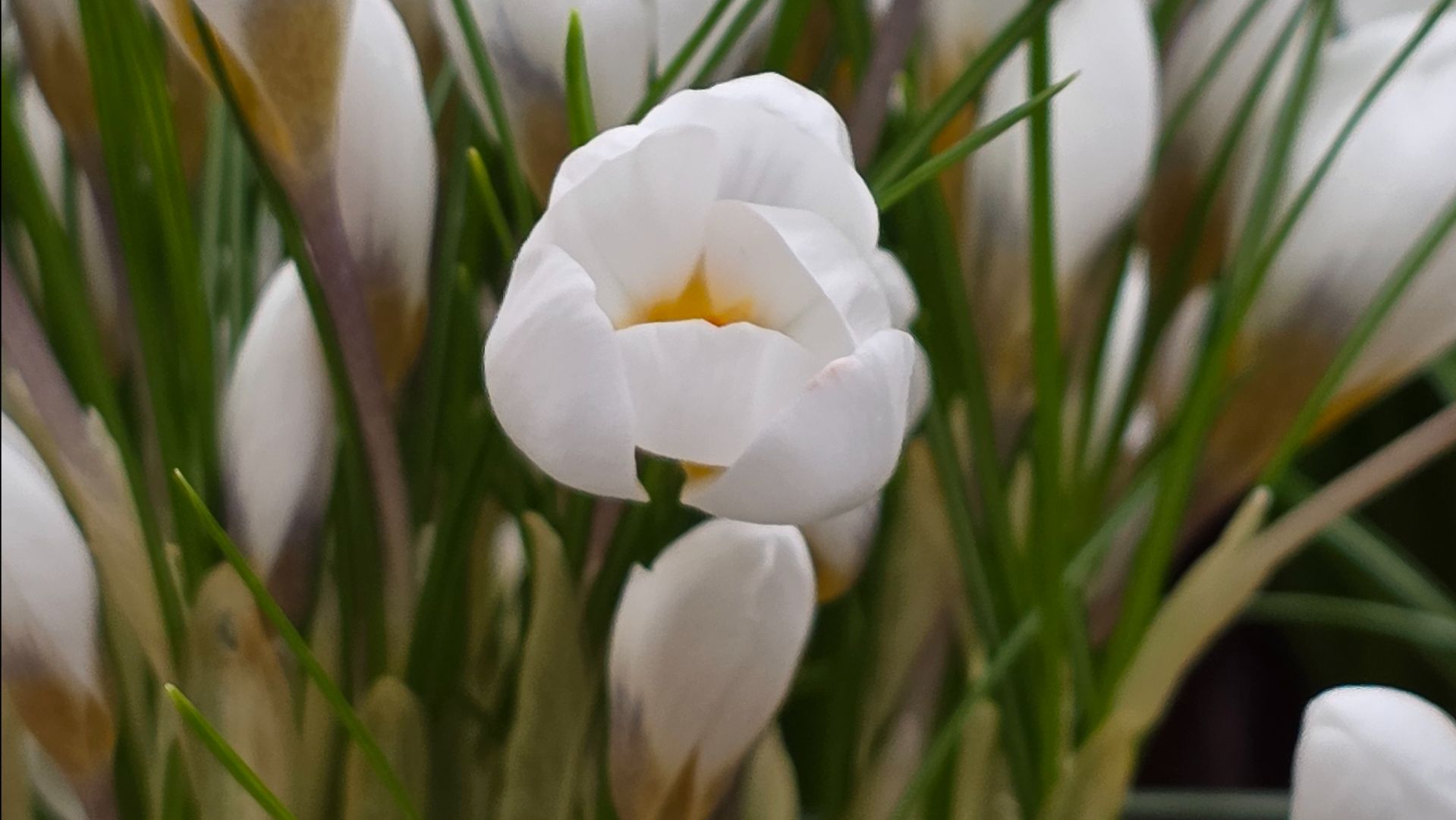 Аптекарский огород МГУ. Репетиция ВЕСНЫ 2026