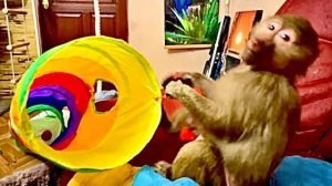 Так ЗДОРОВО! Мы с Жорой с Кешей тихонечко поем и попугаи меня понимают, а Маня слушает )))