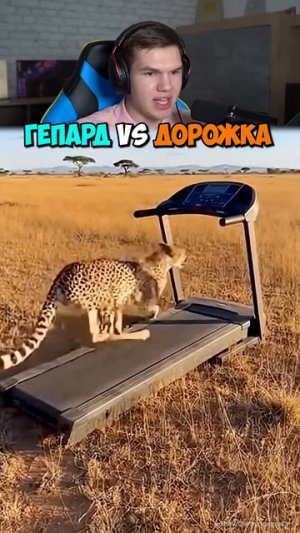 Гепард Против Беговой Дорожки 🐆🏃 #shorts #шортс #челлендж #пранк #животные #юмор#мем #прикол #рофл