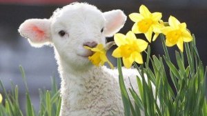 овечка 2 часть