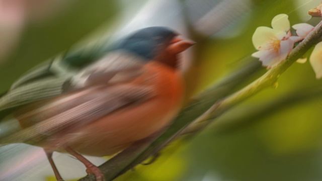 Звук природы. Пение птиц..Снегирь в хвойном лесу