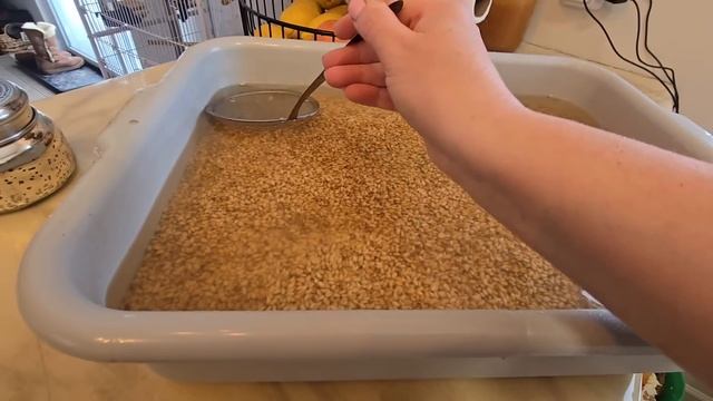 Сельчанка в Америке/ГОТОВИМСЯ К ОДНОМУ ОЧЕНЬ ВАЖНОМУ СОБЫТИЮ.