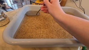 Сельчанка в Америке/ГОТОВИМСЯ К ОДНОМУ ОЧЕНЬ ВАЖНОМУ СОБЫТИЮ.