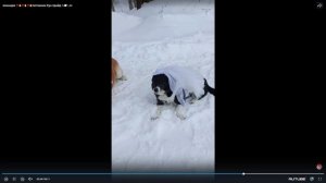 Конкурс ЗООШАРМ турнира РФО 01 марта 2026г