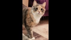 Котики библиотекарей Центральной городской библиотеки им. А.С. Пушкина.