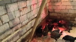 Доброго деревенского утра.