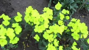 Желтые цветы Энотера, которые удивят вечерним цветением