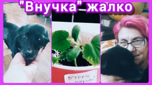 На свободу с чистой совестью 🐕